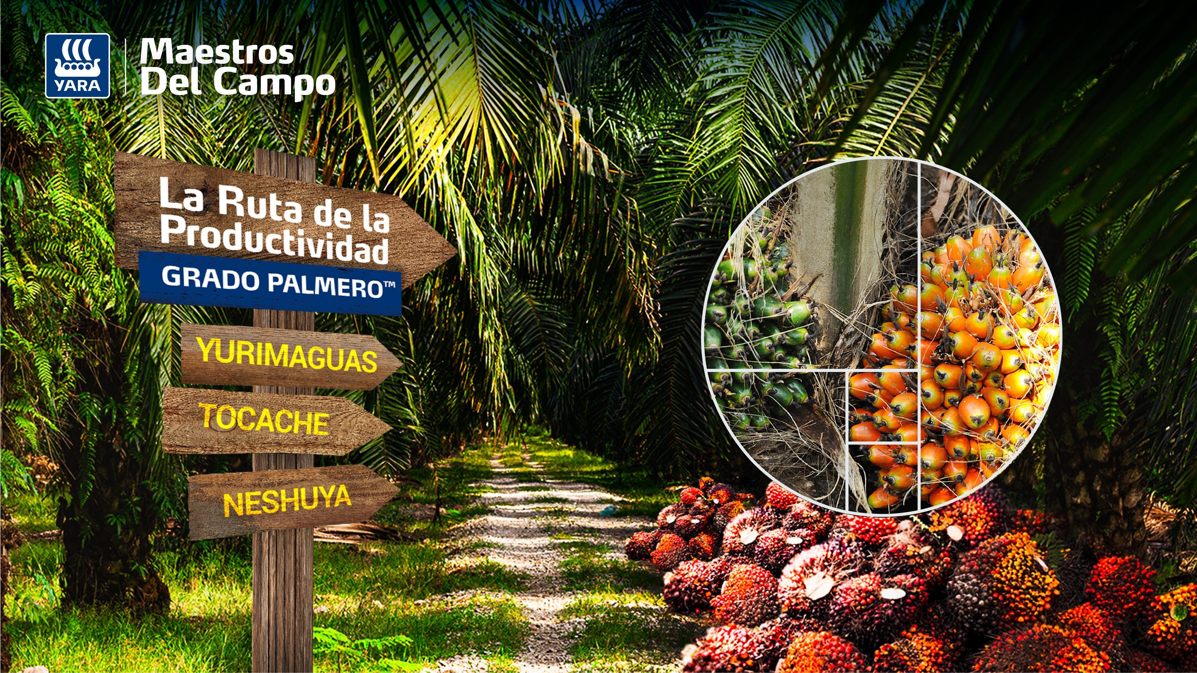 Ruta prodcutividad palma PE